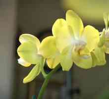 Orchid: възпроизвеждане и грижа у дома, снимка