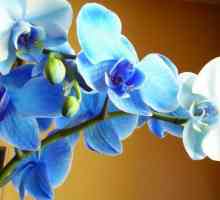 Орхидея синьо - чуждестранна красота
