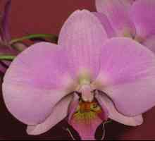 Orchid: грижи след цъфтене у дома. Как да направя всичко правилно?