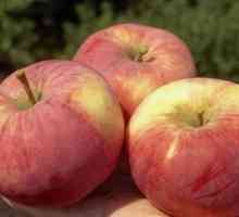 Орловит е ябълковото дърво на лятото зреене на плодове. Описание на културата