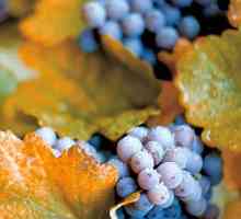 Есенна обработка на грозде и резитба