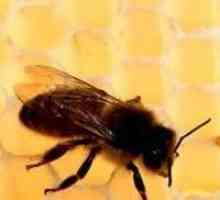 Есенно хранене на пчелите: бързо, ефективно, точно навреме