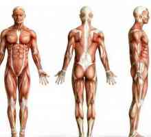 Основните групи мускули на човека: описание, структура и функции