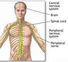 Основните видове на човешката нервна система
