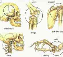 Основните видове свързване на човешките кости: схемата и таблицата