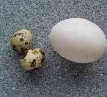 Основи на здравословното хранене: хранителна стойност на яйцата