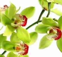 Характеристики на съдържанието на епифит: как да трансплантирате орхидея у дома.