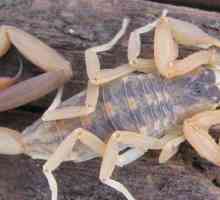 Характеристики на гледката на паякообразните: колко очи имат скорпиони