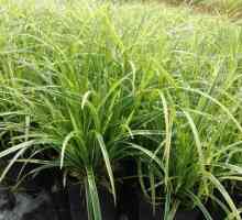 Osoka е трева, която расте навсякъде