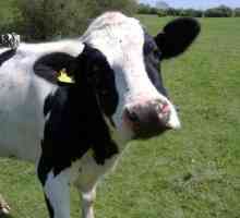 Едрата шарка при крави: лечение и симптоми