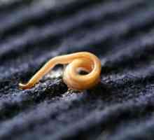 Pinworms: лечение (наркотици). Медицина за щитовидните червеи за деца