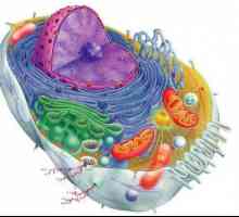 Какво определя формата на клетките? Клетъчни форми
