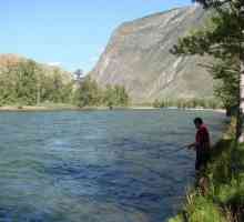 Отдих и риболов в планината Altai. Характеристики на риболова в езерата и реките Алтай