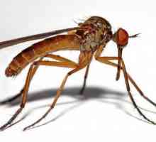 Откъде идва комарът? Колко дълго живее един обикновен комар?