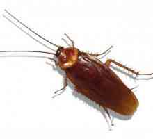Откъде идват хлебарките и как да се отърват от тях