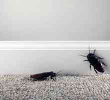 Къде са хлебарките в апартамента: основните причини за появата, методите на борба и препоръки