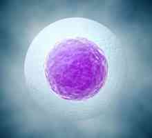 Отстраняване на феталното яйце в ранните етапи на бременността: причини, симптоми, последици