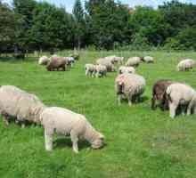 Овце: бизнес план. Овцевъдство като предприятие от "А" до "I"
