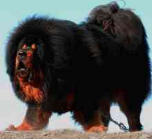 Sheepdog Tibetan: снимка, описание на породата