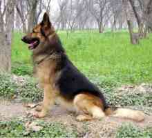 Shepherd Eastern Europe: описание на породата, особености на характера