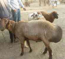 Овце на Едилбаев порода: описание, разплод