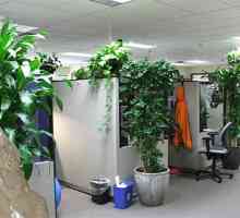 Градинарски офис: правилата на фитодизайна, подходящи растения, съвместимостта на растенията и…