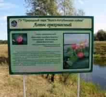 Езерото Лотос в регион Волгоград: описание, природа, екскурзии
