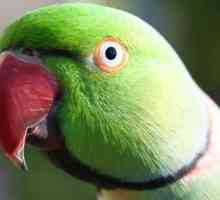 Озелеловойски папагал: ревюта на специалисти