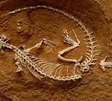 Палеонтология: какво учи?