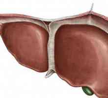 Палпация на черния дроб: процедурата, декодирането и нормите