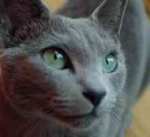 Панкреатит при котка: описание, причини, симптоми и признаци на лечение