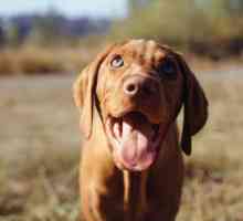 Папилом при кучета: видове, лечение