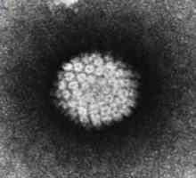 Инфекция с папиломавирус: основна информация