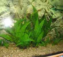 Тайска папрат - идеално растение за аквариум
