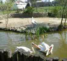 Парк `Sunny Island` (Краснодар): атракции, сафари парк, цени и адрес