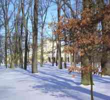 Паркове на Санкт Петербург: къде да ходи през зимата с дете и с куче