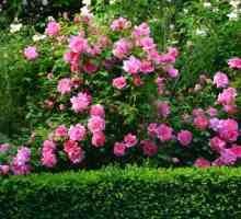Парк рози: снимка с имена, засаждане и грижи
