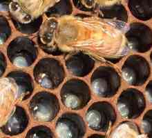 Пчелата е ... Пчеларството за начинаещи