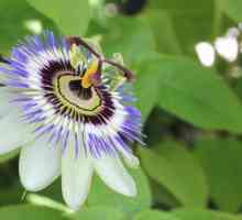 Passion Flower Blue: Отглеждане и грижи