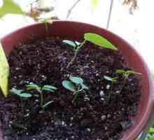 Passiflora: грижа у дома (функции)