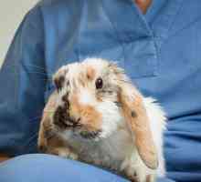 Пастьориулоза на зайци (хеморагична септицемия): пътища на инфекция, симптоми, лечение, превенция