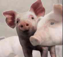 Пастьорилулоза на свине: симптоми, лечение и ваксинация