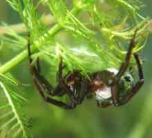 Spider-silverback - собственик на въздушния замък