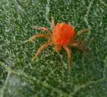 Spider акар. Мерки за борба срещу вредителите при стайни растения