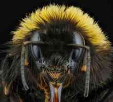 Пчелата кралица. Пчелата кралица: снимка, порода, описание