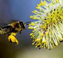 Актуализиране на пчелите - чудодейно излекуване