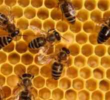 Beespine: лекарствени свойства и противопоказания. Какво третира пчелен прашец: прегледи след…