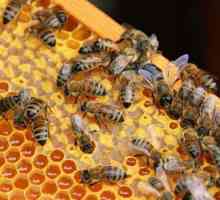 Пчеларството за начинаещи: къде да започнем? Методи на пчеларството