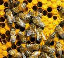 Пчеларството като бизнес: план за действие и етапи на организация
