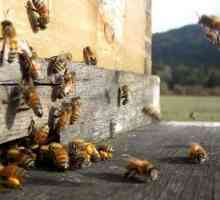 Пчеларството в Украйна: как да започнете да развивате бизнес